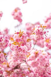 Blossom cherry blossom by Leo Schindzielorz