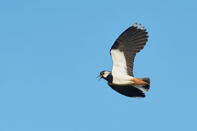 Lapwing in flight by eric van der eijk
