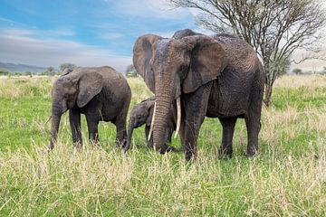 Elefanten Mutter mit Nachwuchs von Tilo Grellmann