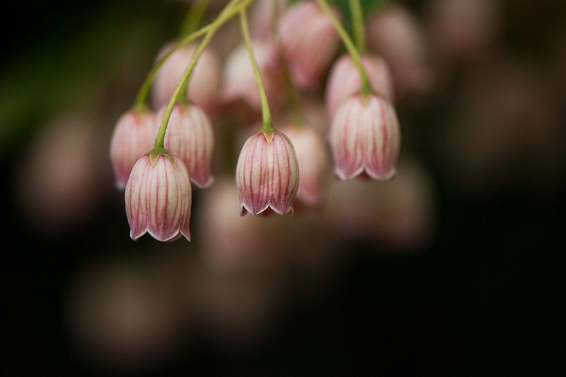 Le Pronkklokje fleurit magnifiquement au printemps. par Margo Schoote