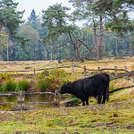 Drinken bij het water von Richard Bremer