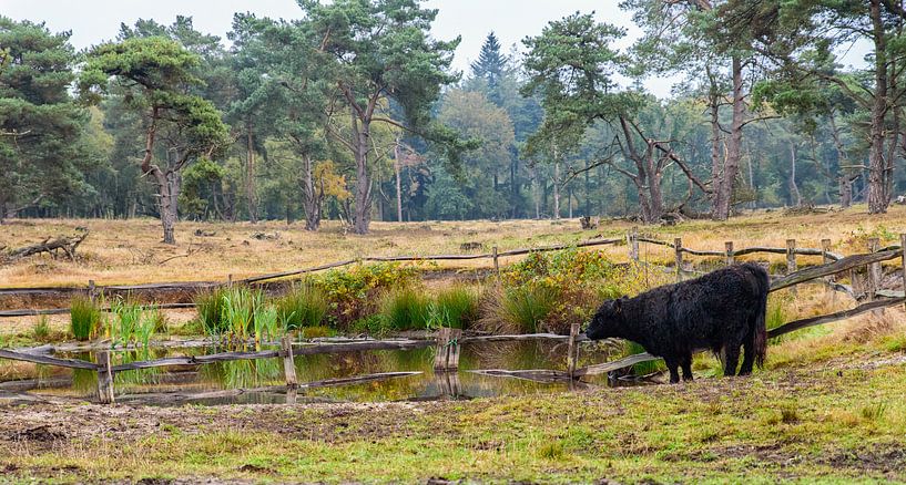 Drinken bij het water by Richard Bremer