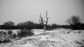 Dunes in the snow by Mike Frinking