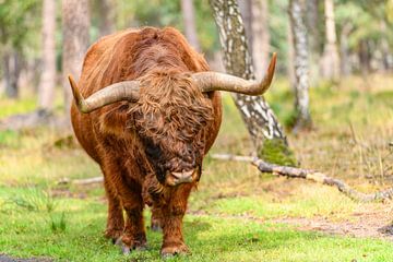 Schotse Hoogland rund in een natuurreservaat