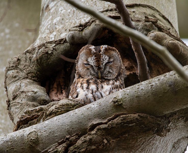 Chouette hulotte par Foekje Hoekstra