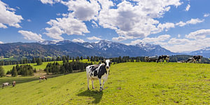 Kühe beim Hegratsrieder See im Allgäu