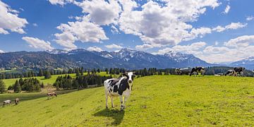 Koeien bij de Hegratsrieder See in de Allgäu van Walter G. Allgöwer