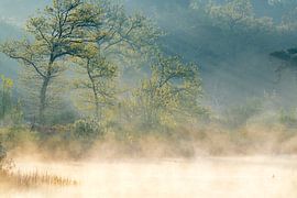 Morgensonne über dem Moor von Hans Debruyne