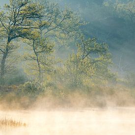 Soleil matinal sur le marais sur Hans Debruyne