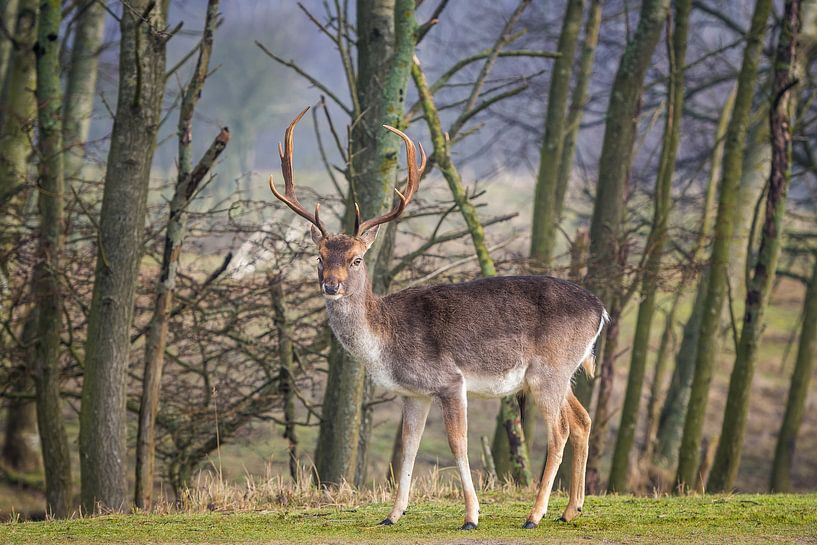 Deer with large antlers in the Dunes - fallow deer by Jolanda Aalbers
