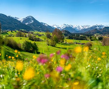 Voorjaarsachtig uitzicht over de bloemenweide tot aan de Allgäuer Alpen van Leo Schindzielorz