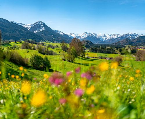 Voorjaarsachtig uitzicht over de bloemenweide tot aan de Allgäuer Alpen
