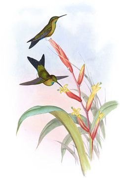 Godin's Puffen-been, John Gould van Hummingbirds