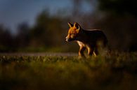 Red fox cub portrait von Pim Leijen Miniaturansicht