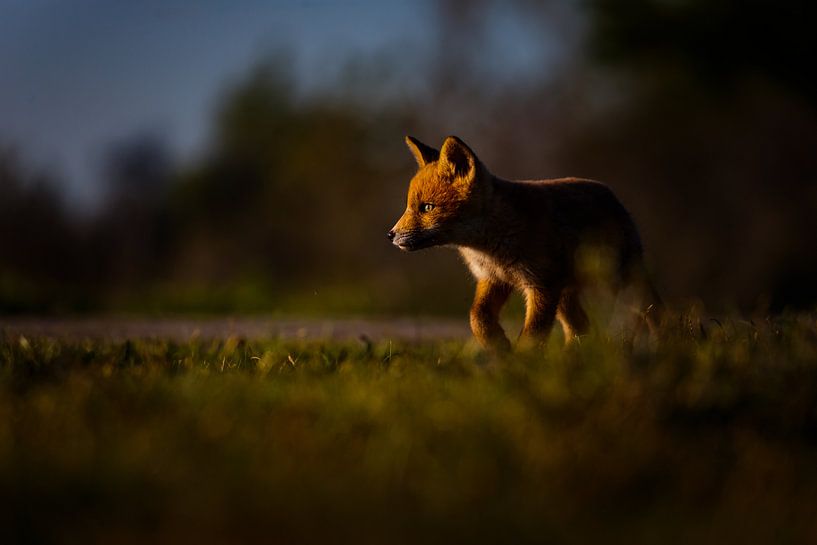 Red fox cub portrait von Pim Leijen