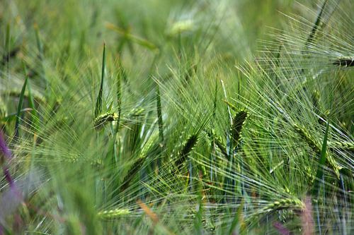 Wind in het graanveld