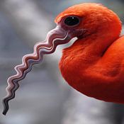 Paul Hoogeveen Profile picture