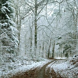 Snow in the forest by Corinne Welp