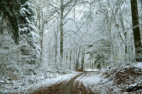 Sneeuw in het bos