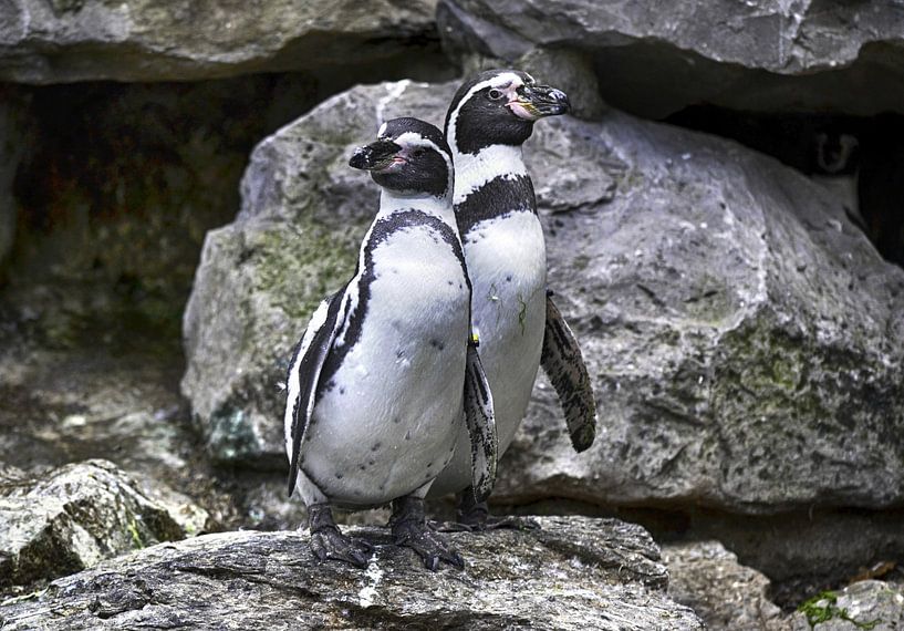 Pinguïns van Sidney Portier