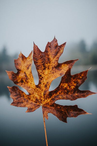Autumn Vibes by Hello Pompoyo