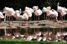 Flamingos reflected by Marianne van den Bogaerdt