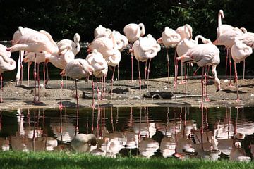 Flamingos reflektiert von Marianne van den Bogaerdt