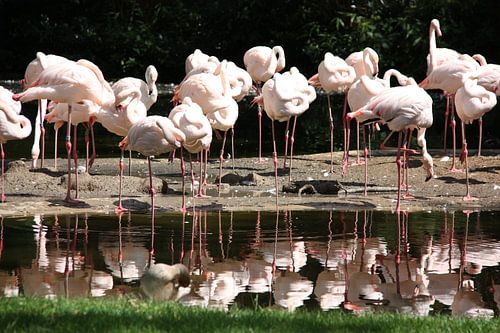 Flamingo's weerspiegeld