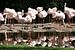 Flamingo's weerspiegeld van Marianne van den Bogaerdt
