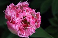 Tulp_SvD