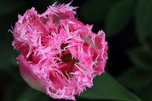 Tulipe_SvD