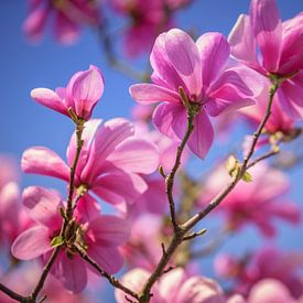 Blossoms are what make you happy. by N-Joy Pictures