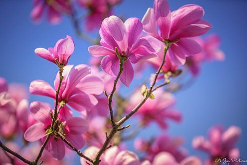 Blossoms are what make you happy.