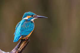 Martin-pêcheur sur une branche, Alblasserwaard