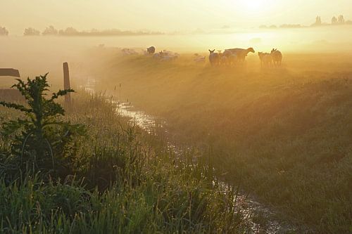mistig landschap met opkomende zon met schapen langs een sloot