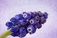 Blaue Weintraube