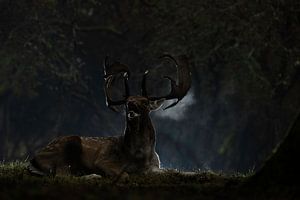 Damhert tijdens de bronst in bos. van Andius Teijgeler