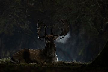 Fallow deer during rut in forest. by Andius Teijgeler