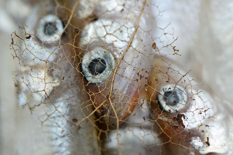 Drei Fische im Eis von Mascha de Lange