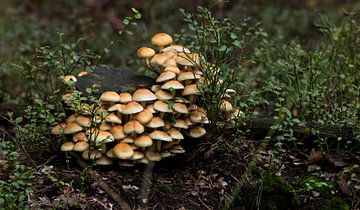 groep paddenstoelen in het bos tijdens de herfst op de veluwe
