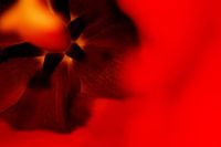 Hart van de tulp