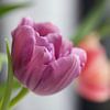 Paarse Tulp van LiquesArt