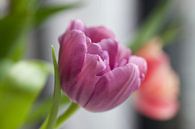 Violette Tulpe von LiquesArt Miniaturansicht