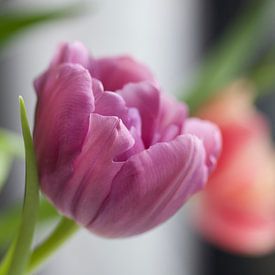 Violette Tulpe von LiquesArt