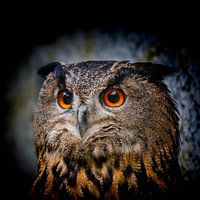 Hibou