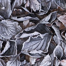 Frozen tones (Afgevallen herfstbladeren met rijp in koele tinten) van Birgitte Bergman
