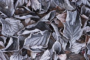 Frozen tones (Fallen autumn leaves with hoarfrost in cool tones)