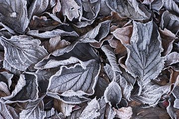Frozen tones (Afgevallen herfstbladeren met rijp in koele tinten)