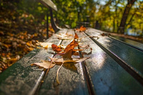 The leaves of Central Park