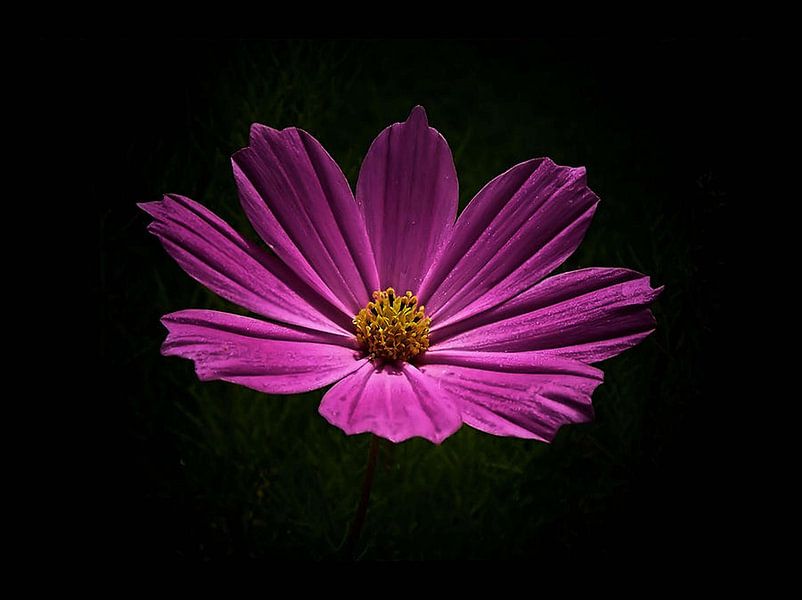 Osez l'audace par erikaktus gurun